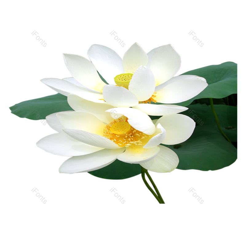 夏至图片,荷花元素,夏天PNG,花卉免抠素材